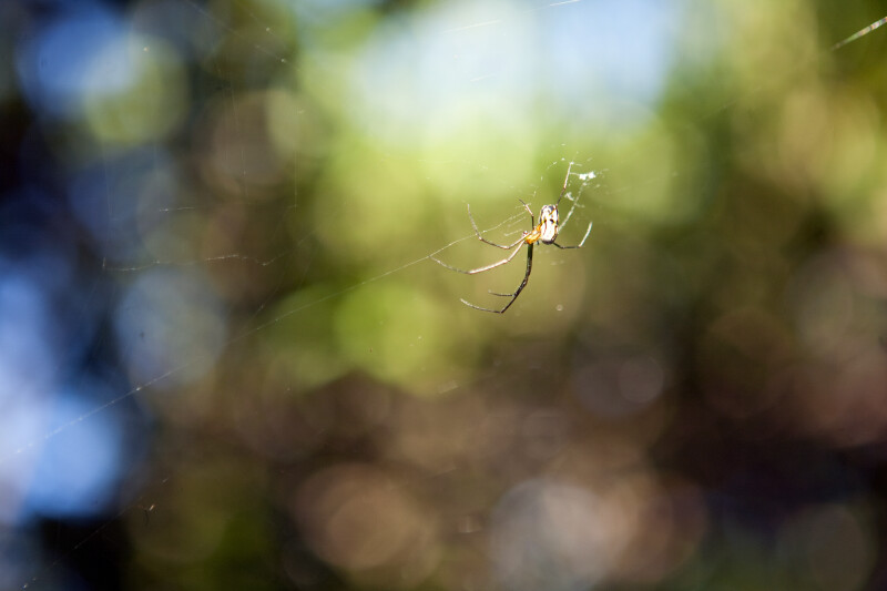 Spider Attached to its Web