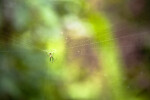 Spider in the Center of its Web Along the Gumbo Limbo Trail