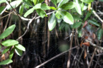 Spider that has Weaved a Web in a Mangrove Tree