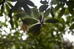 Spider Web in the Leaves of a Mangrove Tree