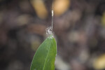 Spider Web on Leaf