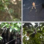 Spider Webs photographs