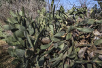 Spineless Prickly Pear Cactus at  the San Antonio Botanical Garden