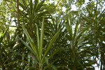 Spineless Yucca Leaves