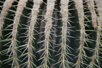 Spines of a Cactus