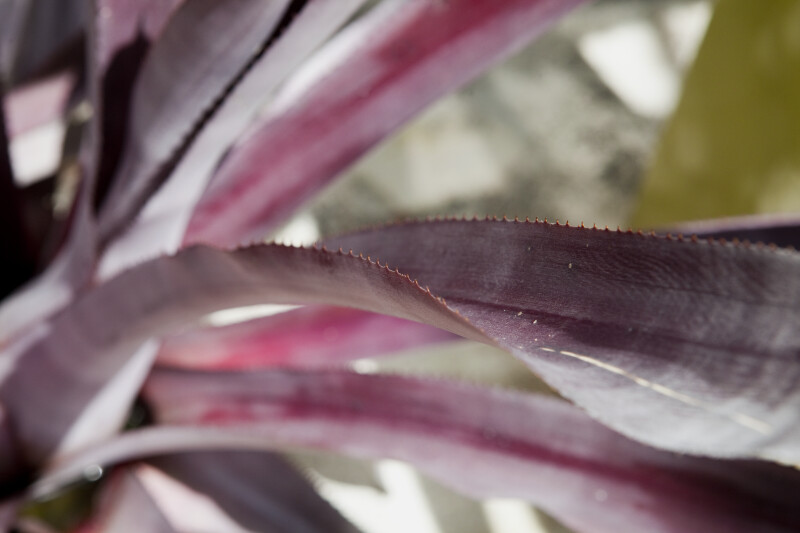 Spines on Purple Leaf
