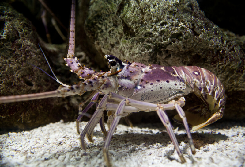 Spiny Lobster at The Florida Aquarium