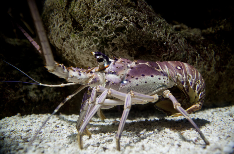 Spiny Lobster Side View