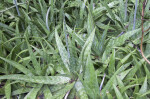 Spiny, Long, Green Soap Aloe Leaves