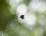 Spiny Orb Weaver