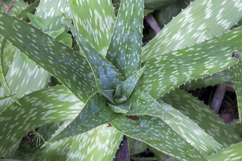 Spiny Soap Aloe Leaves in a Circular Arrangement
