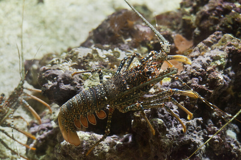 Spiny Spotted Lobster
