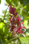 Spiral Ginger Flower