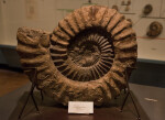 Spiral-Shaped Shell