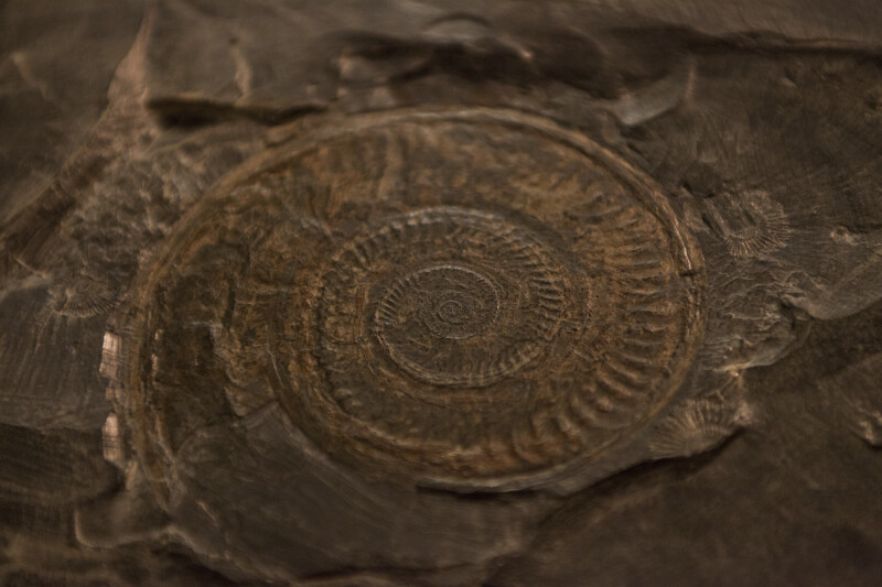 Spiral Shell Fossil