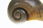 Spiraling Florida Apple Snail Shell