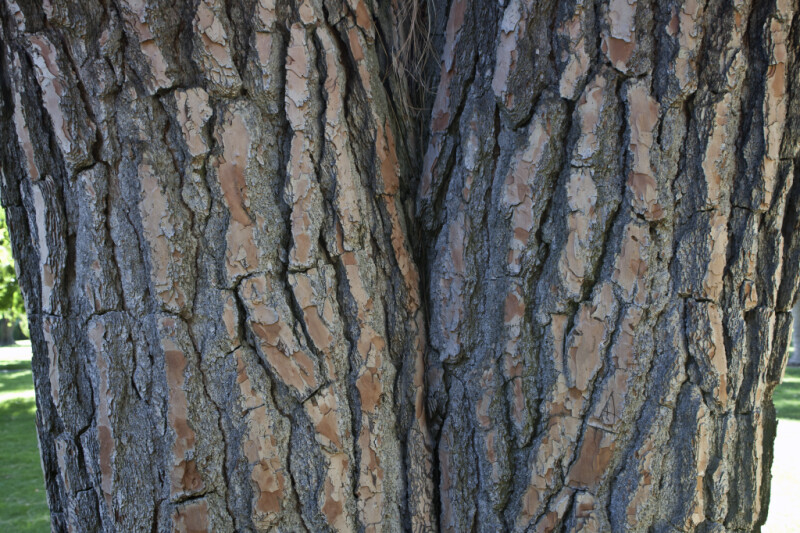 Split Trunk of a Chir Pine