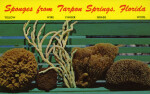 Sponges from Tarpon Springs, Florida