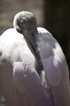 Spoonbill at Rest