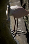 Spoonbill by Pond