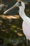 Spoonbill by the Shore