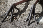 Spoonbill Claws