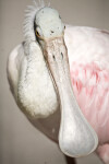 Spoonbill Close-up