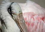 Spoonbill Closeup