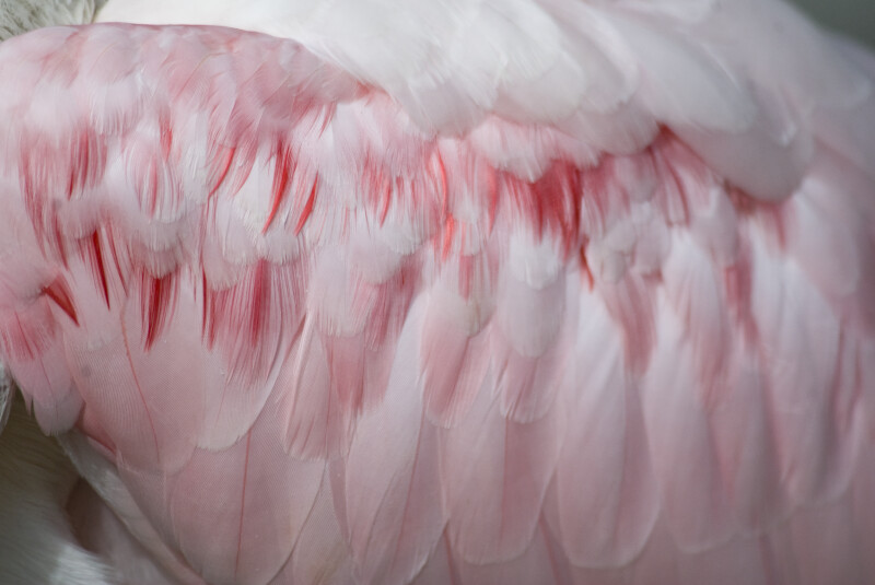 Spoonbill Feather Detail