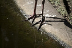 Spoonbill Feet