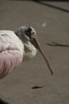 Spoonbill from the Side