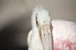 Spoonbill Head