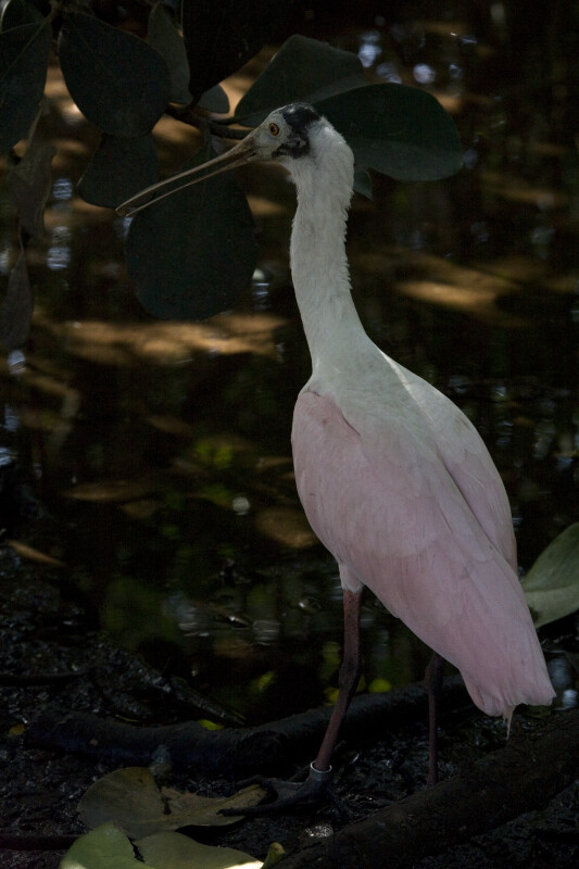 Spoonbill in the Shade