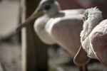 Spoonbill Looking Behind