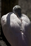 Spoonbill Napping