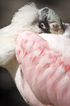 Spoonbill Nictitating Membrane