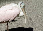 Spoonbill on One Leg