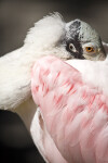 Spoonbill Resting