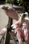 Spoonbills on Posts