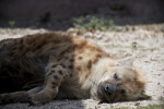 Spotted Hyena