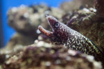 Spotted Moray