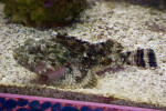 Spotted Scorpion Fish