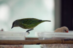 Spotted Tanager at Butterfly World