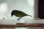 Spotted Tanager at Feeding Tray