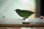 Spotted Tanager