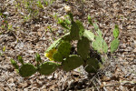 Sprawling Cactus with Prickles on its Paddles