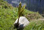 Sprouting Coconut