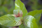 Sprouting Leaves with a Reddish Color