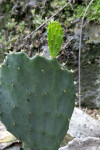 Sprouting Prickly Pear Cactus Paddle