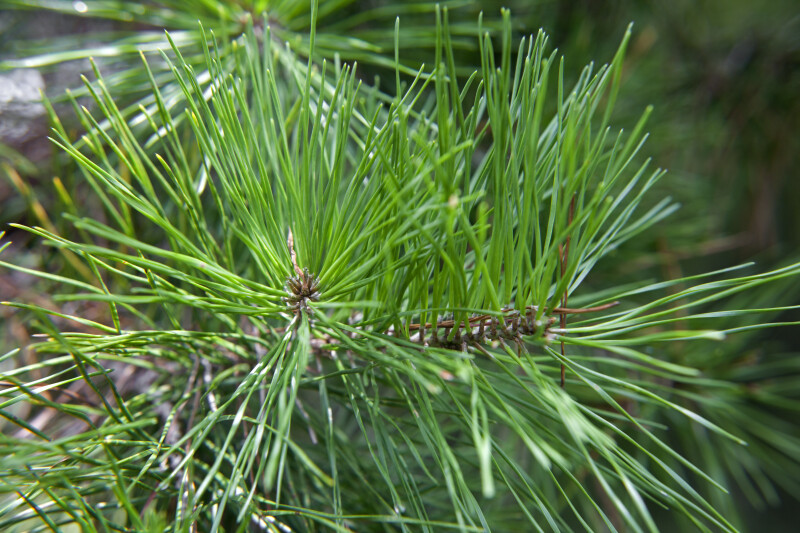 Spruce Pine Leaves